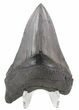 Bargain, Serrated Megalodon Tooth - South Carolina #48862-1